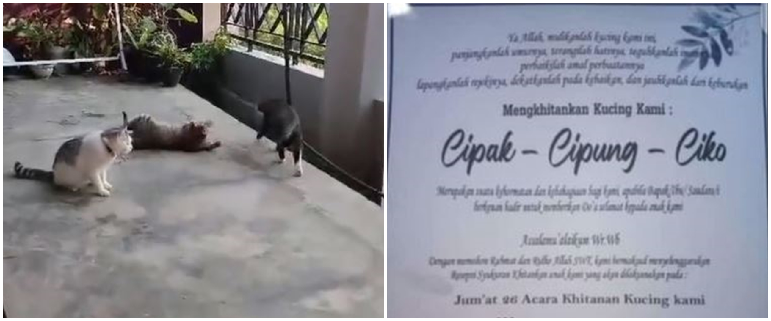 Viral khitanan kucing dimeriahkan dangdut hingga jaranan, pemilik hajatan ungkap alasannya