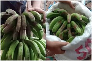 Tanpa bahan tambahan, begini trik mematangkan buah pisang secara cepat dan alami