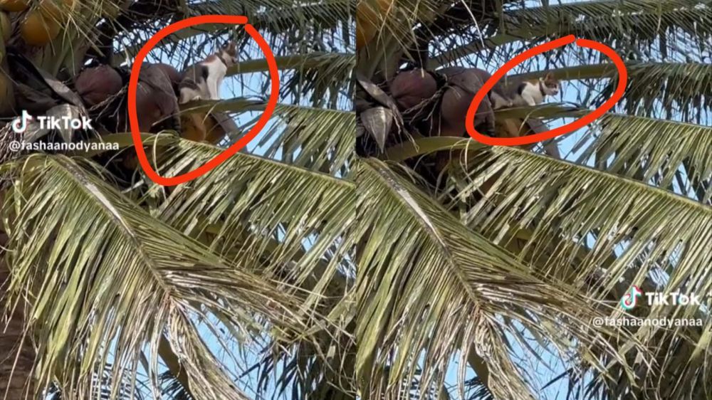 Majikan pusing sampai manggil Damkar, ternyata kucing ini malah nyantai di tempat tidak terduga