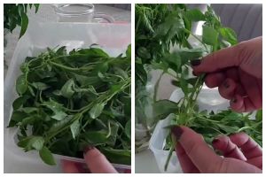 Bukan direndam air es, ini trik ampuh mengembalikan kemangi layu jadi segar lagi