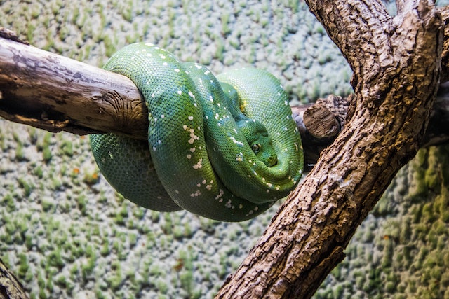 11 Arti mimpi melihat ular besar menurut psikologi, bisa jadi jodoh sudah dekat