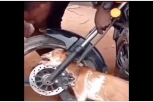 11 Potret kocak hewan peliharaan kejepit ini bikin pengin nolong sambil nahan ketawa