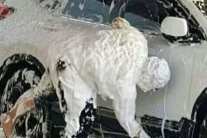 Absurd abis, 11 potret kocak orang saat mencuci barang ini kelakuannya di luar nalar