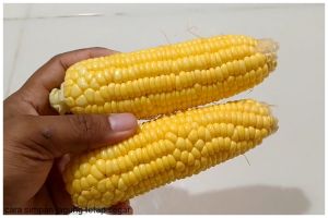 Tanpa kulkas, ini trik menyimpan jagung utuh agar tak keriput dan kering hingga berminggu-minggu