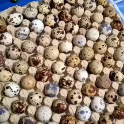 Tak perlu ditambah garam, begini trik merebus telur puyuh agar tak pecah dan mudah dikupas