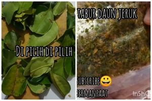 Tak perlu diblender, begini cara membuat bumbu tabur daun jeruk yang sedap dan tidak pahit