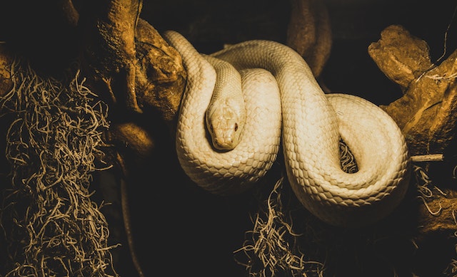 11 Arti mimpi ular putih menurut primbon Jawa, bisa jadi tujuan segera tercapai