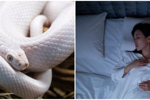 11 Arti mimpi ular putih menurut primbon Jawa, bisa jadi tujuan segera tercapai