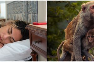 11 Arti mimpi dikejar monyet dalam Islam, bisa jadi bertemu orang yang dipercayai