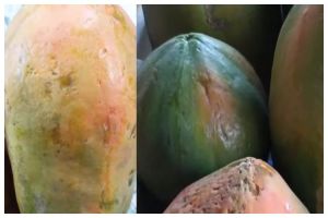 Tanpa bahan tambahan, begini trik mematangkan buah pepaya yang masih keras dalam waktu 2 hari