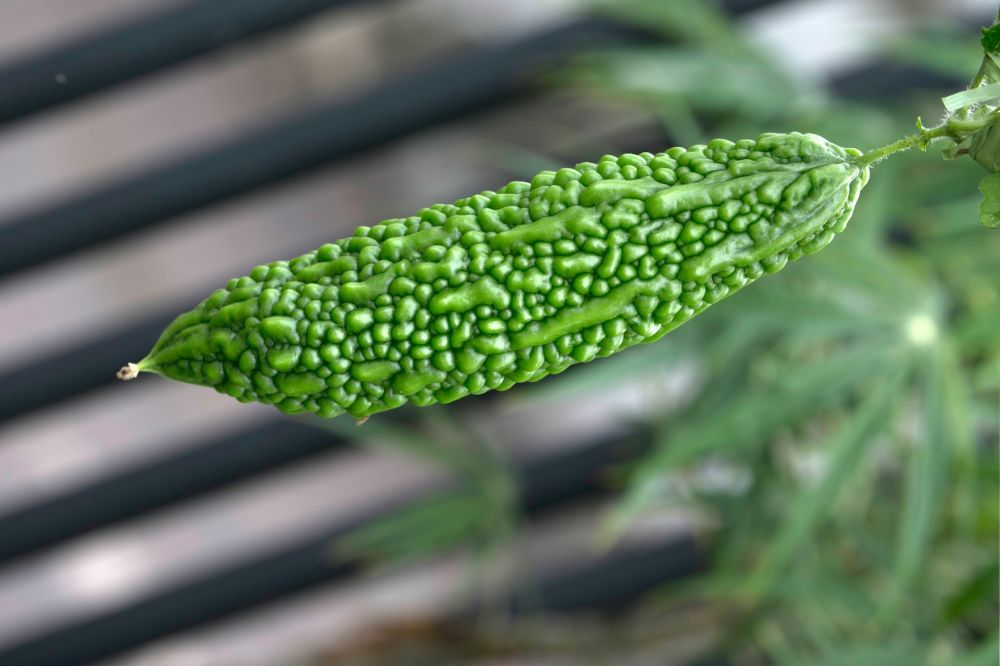 Bikin takjub, rutin makan buah pahit ini bisa bantu menurunkan gula darah diabetes dalam 3 bulan