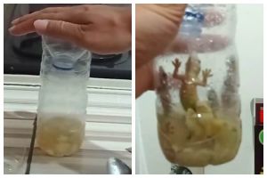 Bukan ditangkap tangan, ini cara simpel menangkap cicak cuma pakai 3 bahan dapur