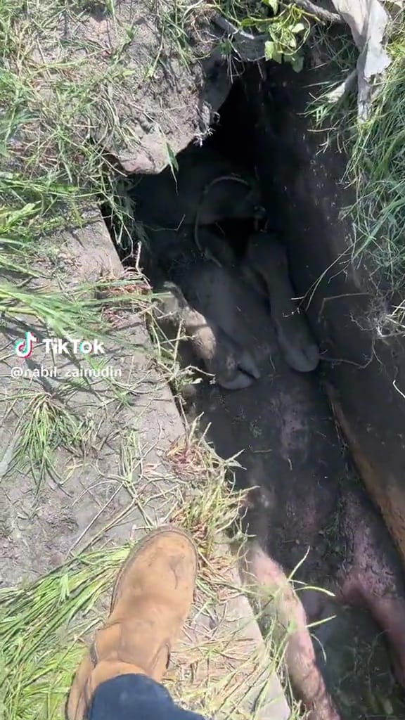 Momen absurd tapi sedih seekor sapi terperangkap di selokan, netizen: takut jadi hewan kurban