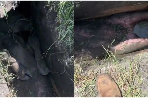 Momen absurd tapi sedih seekor sapi terperangkap di selokan, netizen: takut jadi hewan kurban