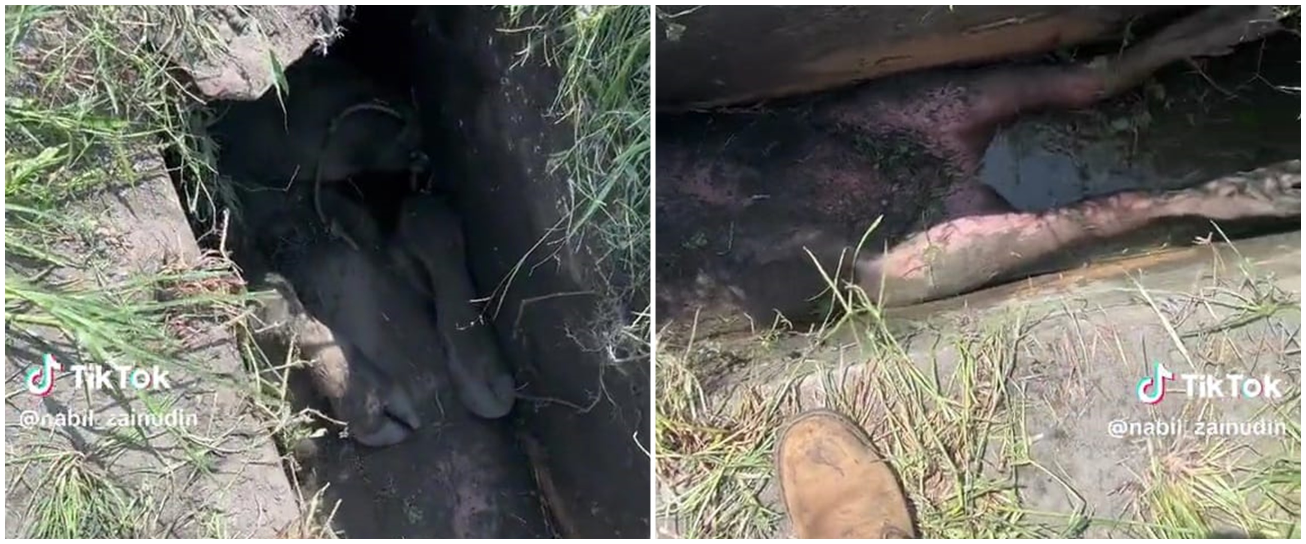 Momen absurd tapi sedih seekor sapi terperangkap di selokan, netizen: takut jadi hewan kurban