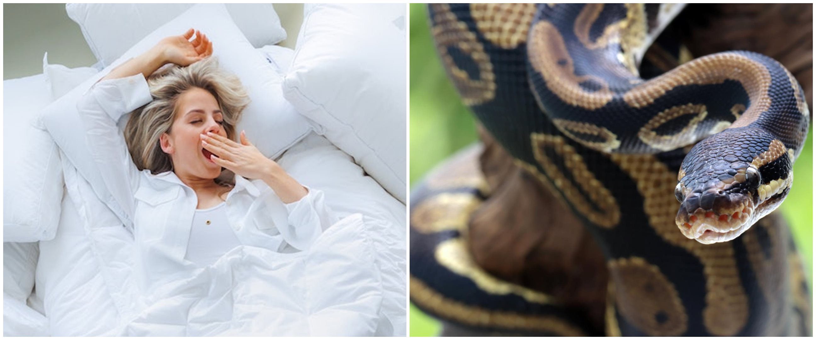 11 Arti mimpi ular besar menurut primbon Jawa, bisa jadi ada masalah finansial
