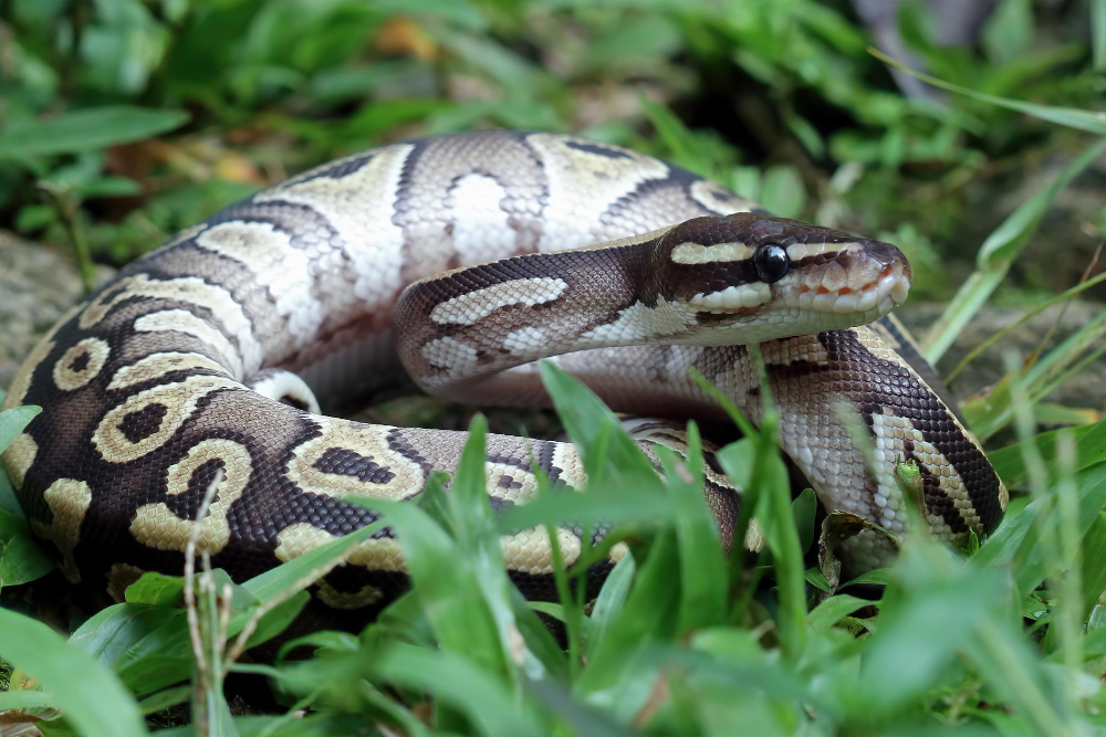 11 Arti mimpi ular besar menurut primbon Jawa, bisa jadi ada masalah finansial