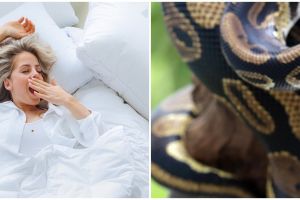 11 Arti mimpi ular besar menurut primbon Jawa, bisa jadi ada masalah finansial