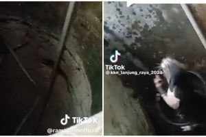 Aksi pria selamatkan kucing jatuh ke sumur pakai timba ini penuh ujian kesabaran