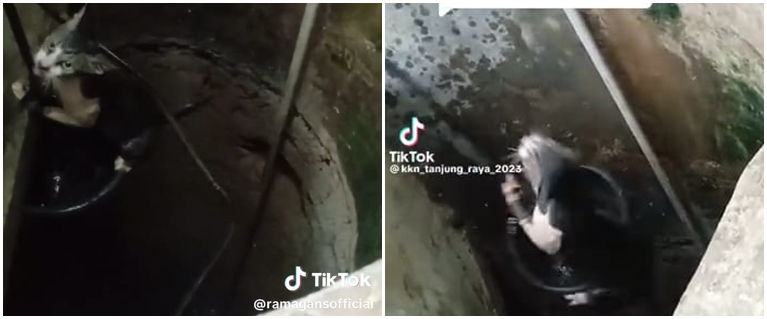 Aksi pria selamatkan kucing jatuh ke sumur pakai timba ini penuh ujian kesabaran