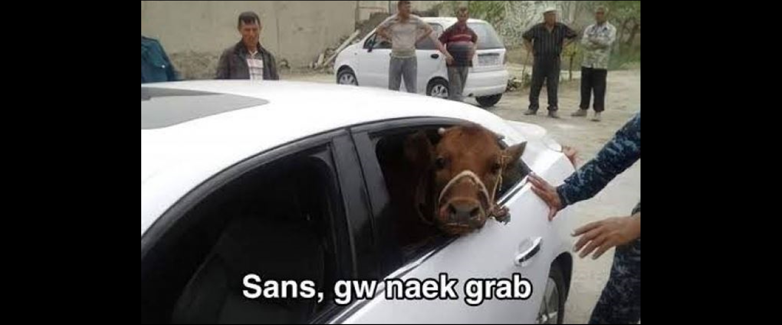 13 Potret ulah warga +62 terhadap sapi jelang Idul Adha ini kocak abis, didandani Spider-Man