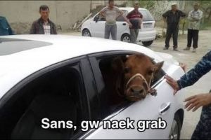 13 Potret ulah warga +62 terhadap sapi jelang Idul Adha ini kocak abis, didandani Spider-Man