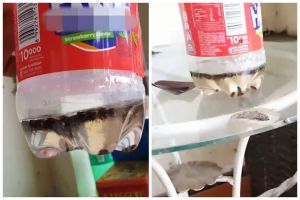 Cara mudah bikin jebakan lalat di meja makan, ampuh dengan 1 bahan dapur