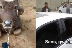 11 Potret kocak sapi dimanja sebelum kurban ini bikin nyengir lebar