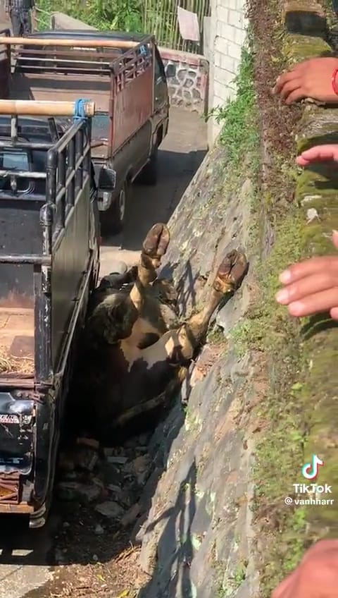 Viral momen sapi jatuh kejengkang dari mobil pick up ini kocak sekaligus bikin heran