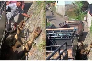 Viral momen sapi jatuh kejengkang dari mobil pick up ini kocak sekaligus bikin heran