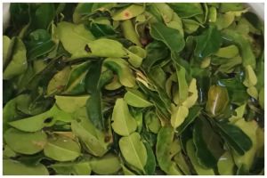 Jangan langsung dipakai, ini cara mencuci daun jeruk agar lebih higienis dan bebas pestisida