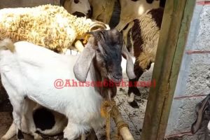 Tanpa perlu dibakar, ini cara praktis membersihkan kepala kambing sebelum diolah jadi masakan