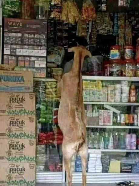 13 Potret lucu hewan peliharaan ini tingkahnya absurd cenderung nyebelin, bikin geleng kepala