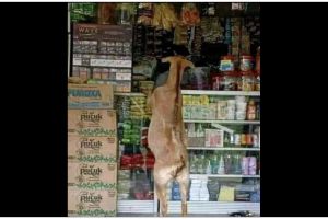 13 Potret lucu hewan peliharaan ini tingkahnya absurd cenderung nyebelin, bikin geleng kepala