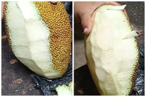 Jangan cuma dioles minyak, ini trik mengupas nangka muda agar getahnya tak lengket di tangan dan pisau