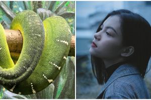 11 Arti mimpi melihat ular besar dalam Islam, bisa jadi sebuah peringatan