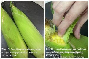 Tanpa dimasukkan freezer, ini cara menyimpan jagung agar tetap manis dan tak mengerut hingga 3 minggu