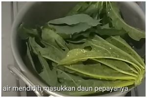 Trik merebus daun pepaya agar rasa pahitnya hilang tanpa tanah liat dan asam jawa