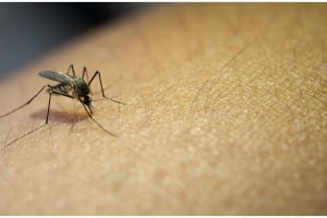 Noda hitam hempas tak tersisa, begini trik hilangkan bekas gigitan nyamuk pakai 1 bahan kue