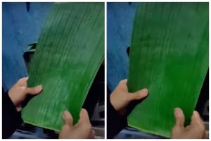 Trik cepat melenturkan daun pisang dalam jumlah banyak, lebih praktis dan hemat waktu