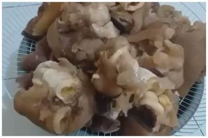 Trik praktis merebus kikil sapi agar empuk, kenyal, dan bebas bau cuma pakai 3 jenis rempah