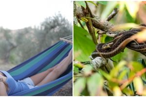 11 Arti mimpi melihat ular banyak tapi tidak menggigit menurut psikologi, hadirkan isyarat keberuntung