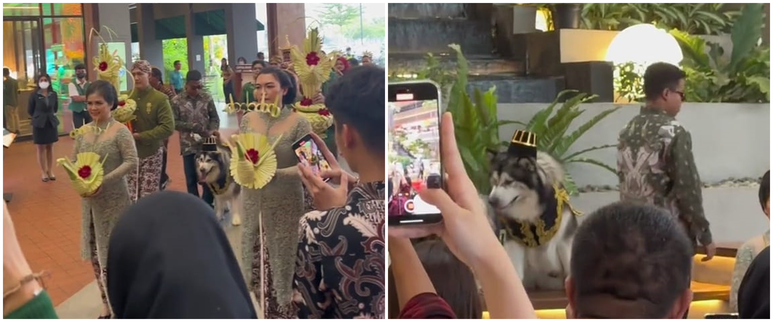 Momen orang kaya gabut gelar pernikahan mewah untuk sepasang anjingnya, bujet resepsinya Rp 200 juta