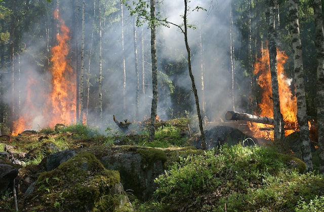 11 Arti mimpi kebakaran hutan menurut psikologi, kebutuhan untuk lakukan perubahan