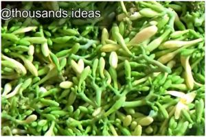 Bukan pakai asam jawa atau daun jambu biji, ini cara hilangkan rasa pahit bunga pepaya