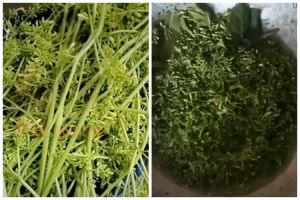 Bukan asam jawa atau garam, trik rebus bunga pepaya pakai 1 jenis daun ini bikin rasa pahitnya hilang