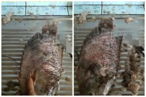 Bukan pakai pisau atau sendok, cara bersihkan sisik ikan gurame ini lebih aman dan cepat