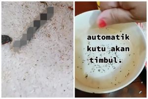 Pakai 1 bumbu masak, ini trik cepat mengusir kutu beras agar layak dipakai lagi