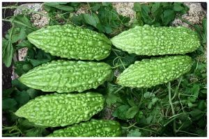 Jangan cuma pakai garam, ini cara mengurangi pahit pare ditambah 1 bumbu dapur tanpa direbus