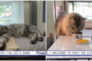 Begini jadinya kalau rumah kucing lebih mewah dari hunian manusia, 11 penampakannya bikin terpana